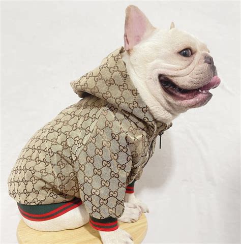 dog sweater gucci|designer dog coats Gucci.